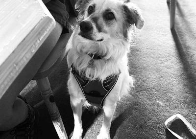 foto in bianco e nero di un cane al rifugio Mirtillo di Lizzola