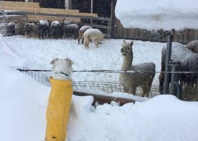 cane e alpaca tra la neve a Livigno