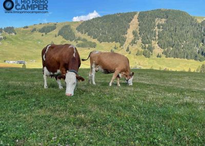 Sentiero Alpe di Siusi con mucche