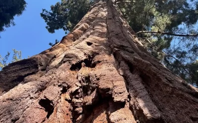 Sequoia National Park in un giorno: i giganti della California